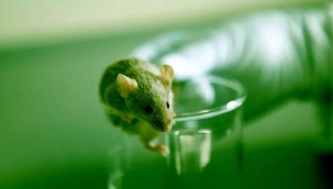 Gen tedavisiyle farelerin yaşam süresi iki kat arttı