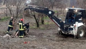 İtfaiyeden 2 yavru köpek ve saplandığı çamurda doğum yapan inek kurtarıldı