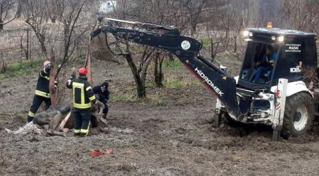 İtfaiyeden 2 yavru köpek ve saplandığı çamurda doğum yapan inek kurtarıldı