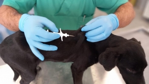İzmir'de 32 bin sokak köpeğine mikroçip takıldı