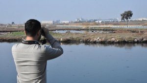 İzmir'de flamingo-pelikan üreme alanı azaldı