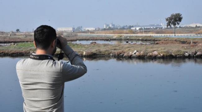 İzmir'de flamingo-pelikan üreme alanı azaldı