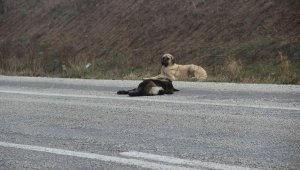 Kazada ölen köpeğin başında 1 hafta bekledi