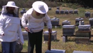 Kuraklık nedeniyle arı kaybı yüzde 40'a yaklaştı