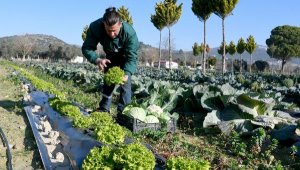 Kuşadası Adabahçe'de yetişiyor, AdaMarket'te satılıyor