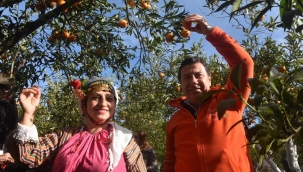 Mandalina bahçelerini kendimiz imara açtık