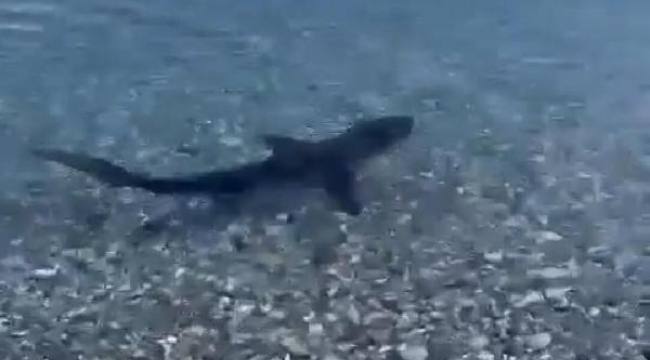 Muğla kıyılarında köpek balığı görüldü