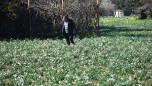 Karaburun'dan Türkiye'nin dört bir yanına Nergis çiçeği 
