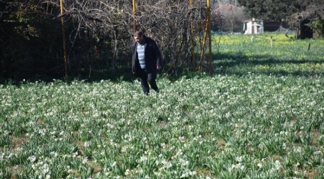 Karaburun'dan Türkiye'nin dört bir yanına Nergis çiçeği 