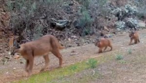Nesli tükenmekte olan karakulaklar Muğla'da