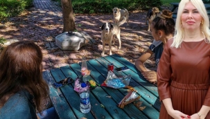 Rektörün isyanı: Köpekleri kampüse bırakıyorlar