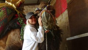 Sahibi ölen deve, tedavi gördü güreşi kazandı