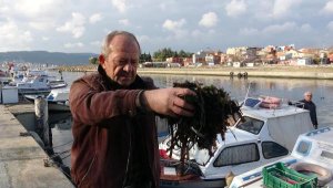 'Ölü yosun'lar Sarıçay'ı sardı! Balıkçılar denize açılamıyor