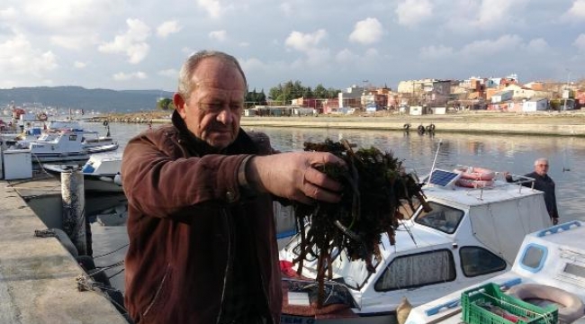 'Ölü yosun'lar Sarıçay'ı sardı! Balıkçılar denize açılamıyor