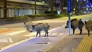 'Şehirli domuz bunlar, yol verin'  