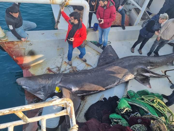 Urla'da 'Jaws' yakalandı!