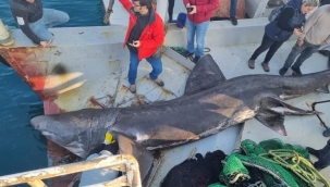 Urla'da 'Jaws' yakalandı!