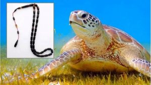 Caretta caretta kabuğundan satılık tespih