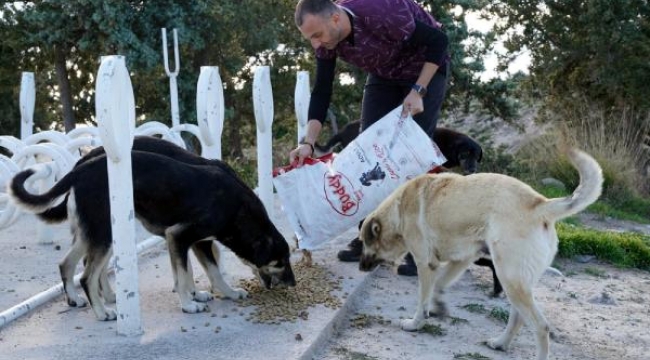 Çeşme Belediyesi'nden vatandaşa 'bir kap mama ve su' çağrısı