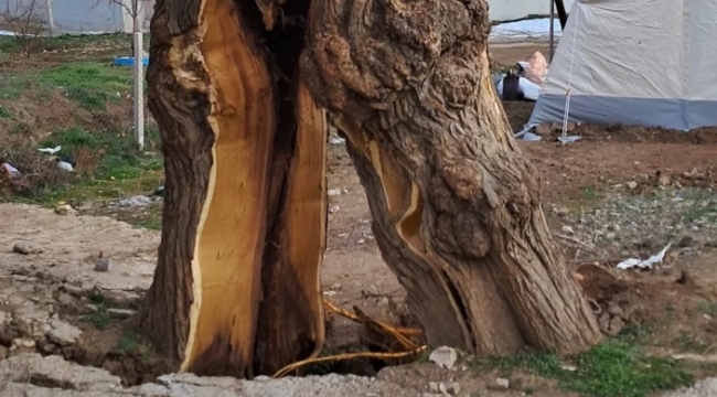 Depremlerin ardından ağaç ikiye bölündü