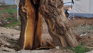 Depremlerin ardından ağaç ikiye bölündü