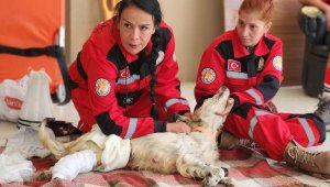 Enkazdan çıkarılan yüzlerce sokak ve ev hayvanı çiftliğe getirildi