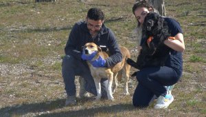 Enkazdan kurtarılan hayvanlar İzmir'e getirildi, kampüse yerleştirildi