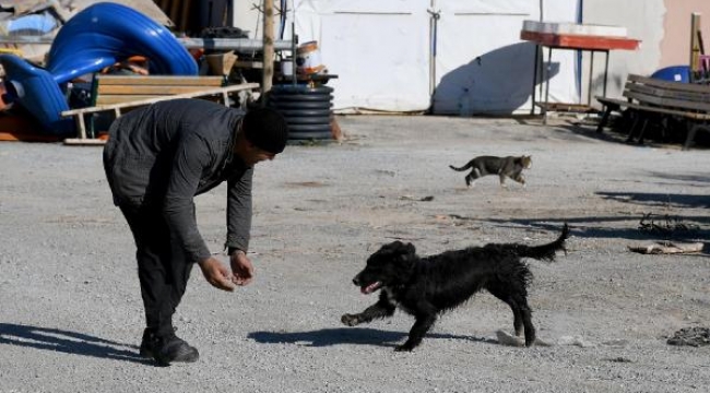 Felçli köpek 'Karam' yeniden yürümeye başladı