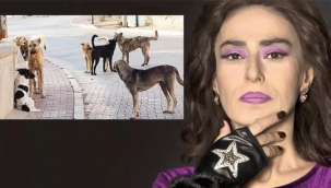 İnsan hayatı, köpeklerden daha önemli!