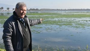 İzmir Körfezi'nde deniz marulu sıkıntısı