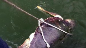 İztuzu açıklarında ölü caretta caretta bulundu