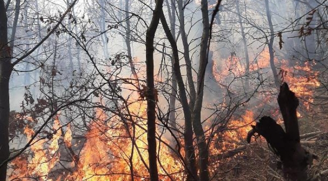 Manisa'da orman yangını; 5 dönüm alan zarar gördü