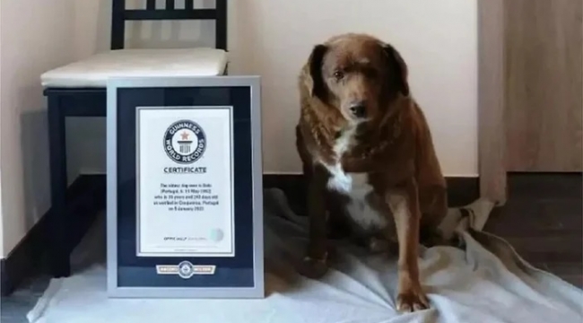 Rekorlar kitabına girdi! Dünyanın en yaşlı köpeği