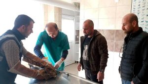 Salihli'de yaralı bulunan kızıl şahin tedavi altına alındı