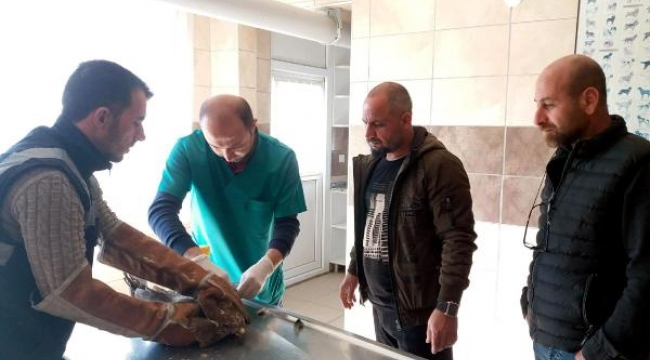 Salihli'de yaralı bulunan kızıl şahin tedavi altına alındı