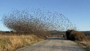 'Sığırcık dansı' ile yırtıcılardan korunuyorlar