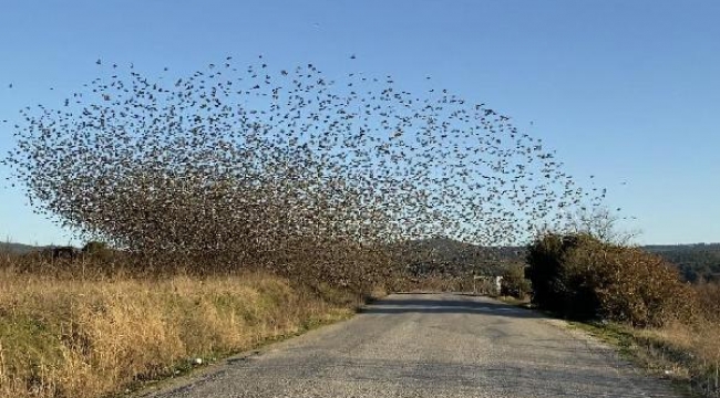 'Sığırcık dansı' ile yırtıcılardan korunuyorlar