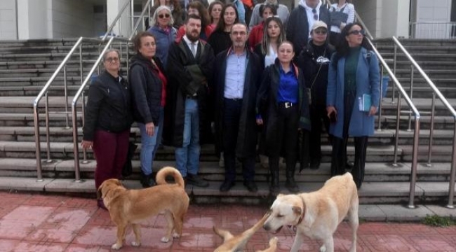 3 köpeği zehirledi, hakim yargılamayı durdurdu