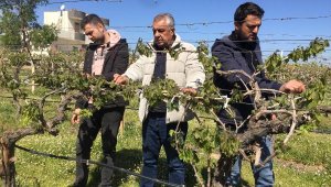 Alaşehir'de üzüm bağlarını zirai don vurdu