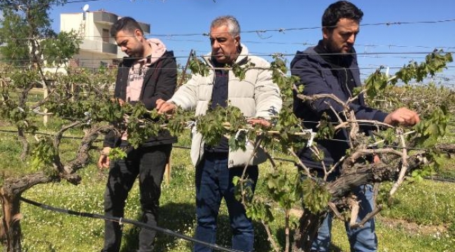 Alaşehir'de üzüm bağlarını zirai don vurdu