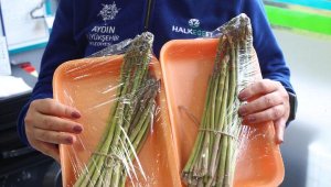 Aydın'da kuşkonmaz hasadına başlandı