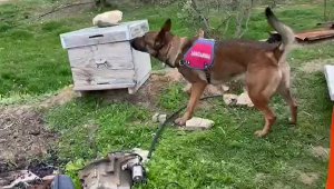 Bağ evine düzenlenen uyuşturucu operasyonda oğul tutuklandı, baba serbest