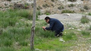 Balıkesir'in bu bitkisi hücreleri koruyor