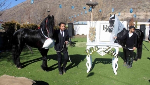Bu da oldu! Atlar için nikah töreni yaptılar