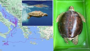 Caretta caretta 'Tuba'yı 8 milyon kişi izledi