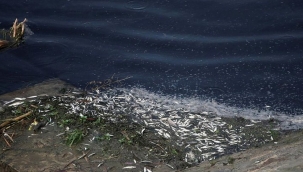 Çine çayı ölüm saçıyor!