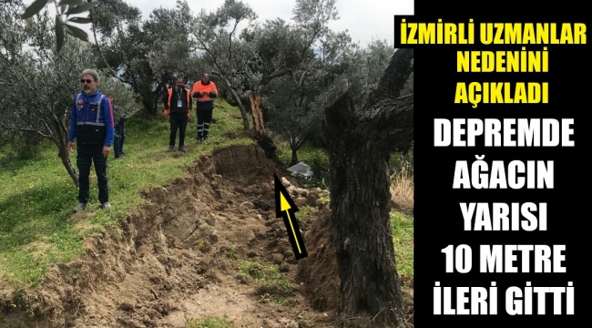 Depremde ikiye bölünen zeytin ağacının nedeni ortaya çıktı