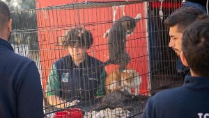 Depremzede 36 hayvan Kuşadası'nda tedavi altına alındı