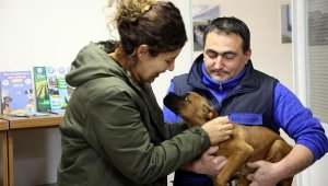 Depremzede çift, yaralı köpeği sahiplendi