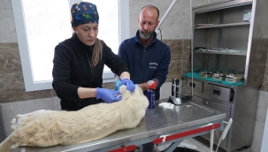 Depremzede kedi ve köpeklere Menemen Belediyesi sahip çıktı